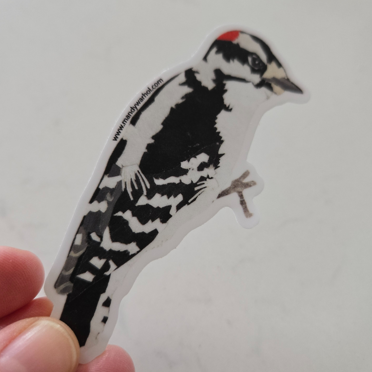 Downy Woodpecker Sticker
