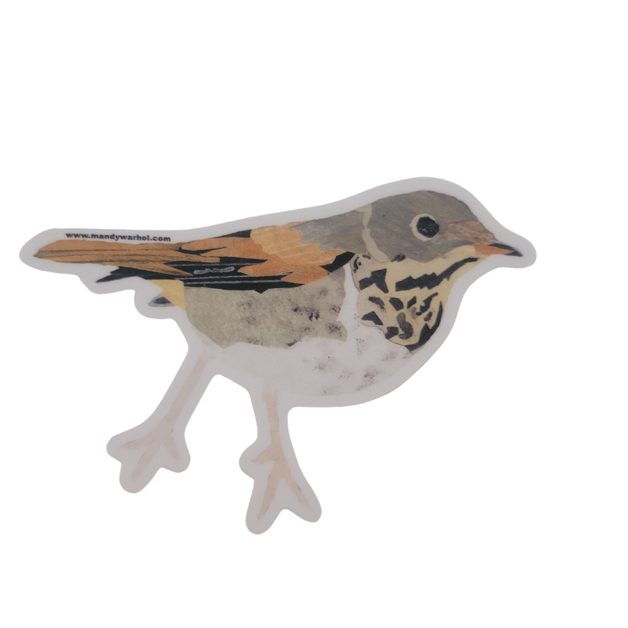 Thrush Bird Sticker Hermit Thrush Sticker – Mandy Warhol Fine Art