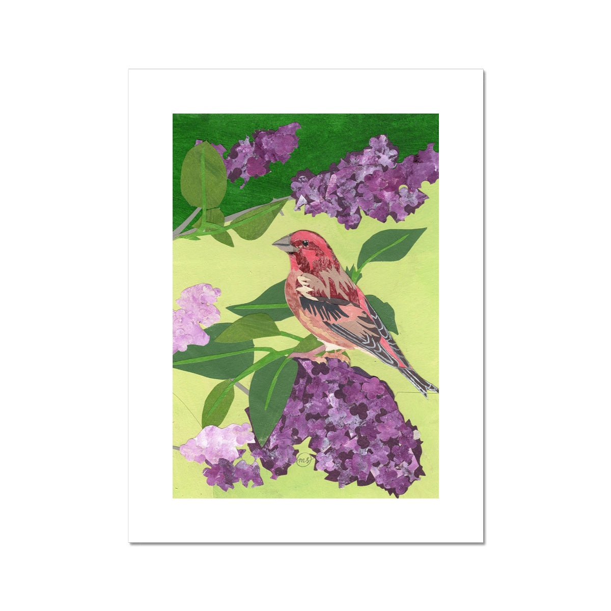 Lilac Purple Finch