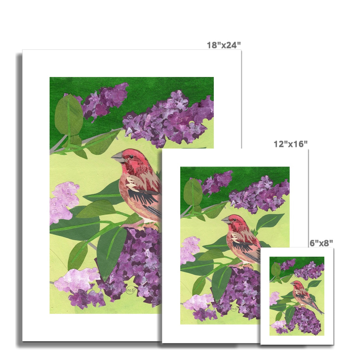 Lilac Purple Finch