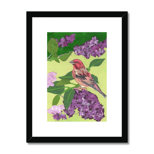 Lilac Purple Finch Framed & Matted Print