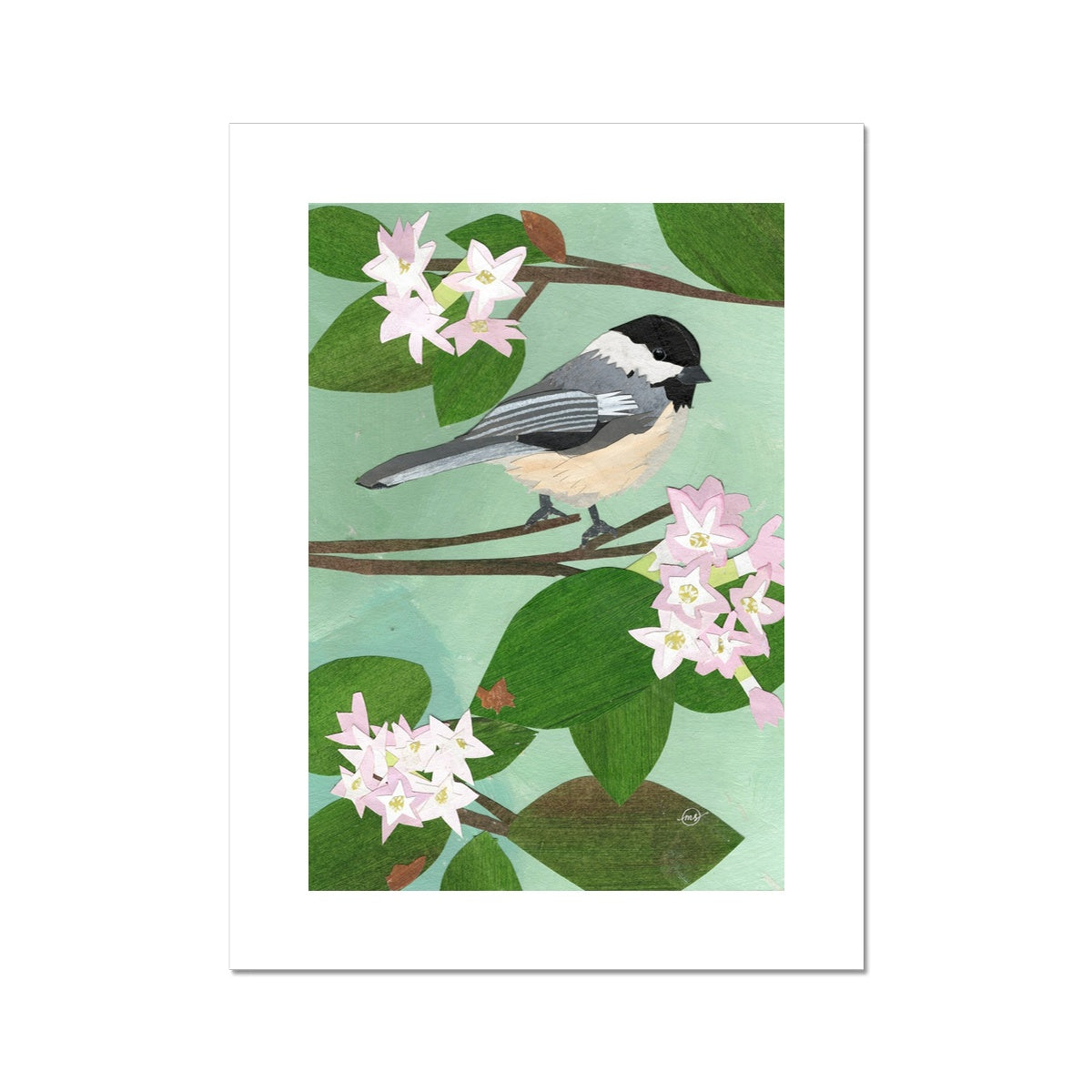 Mayflower Chickadee